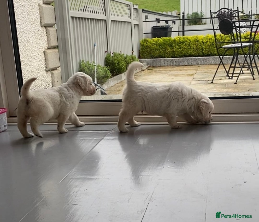 Golden Retriever dogs for sale: IKC REGISTERED golden retriever pups  - Advert 7