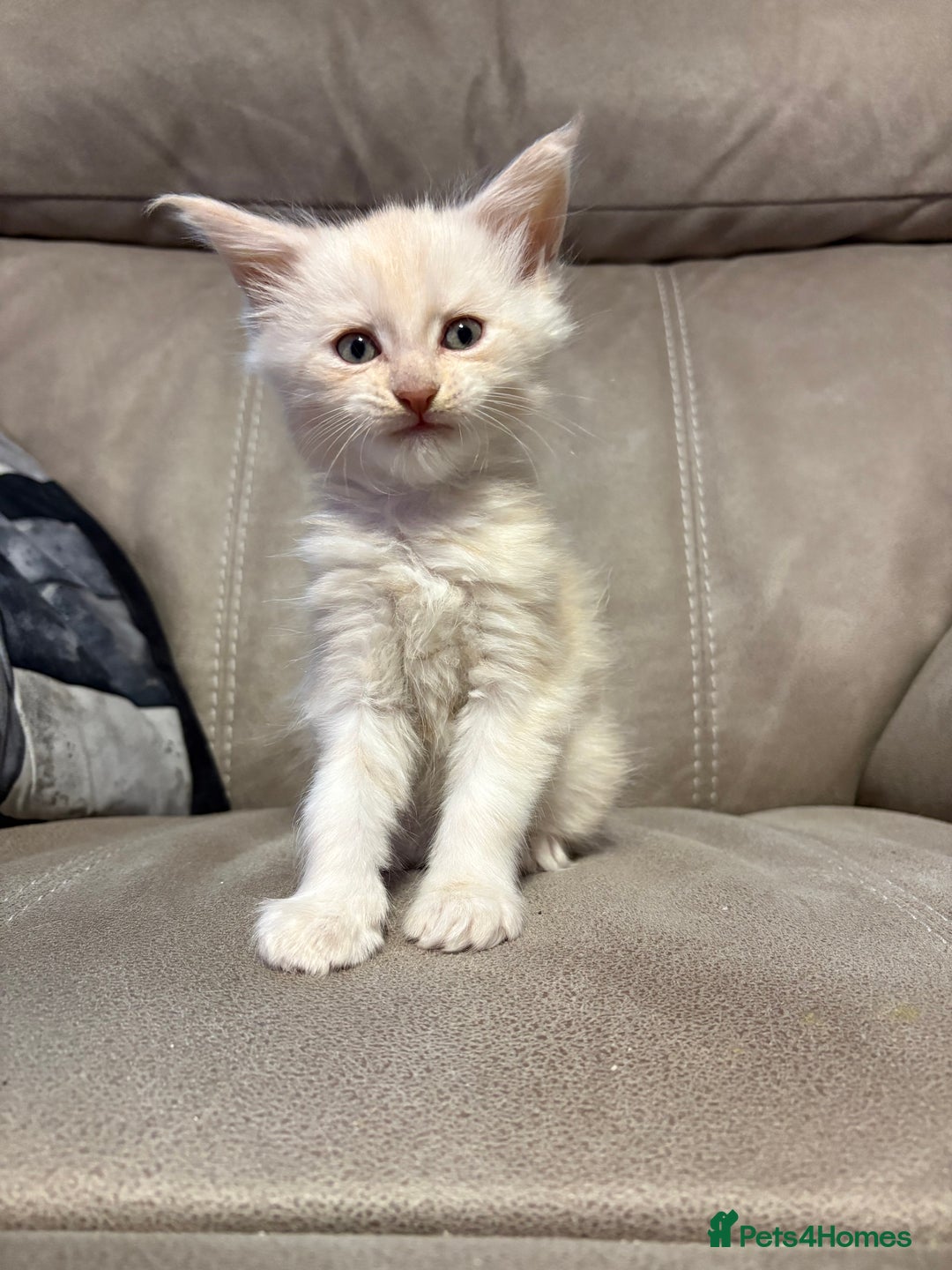 Maine Coon cats for sale: Last boy of litter - Advert 4