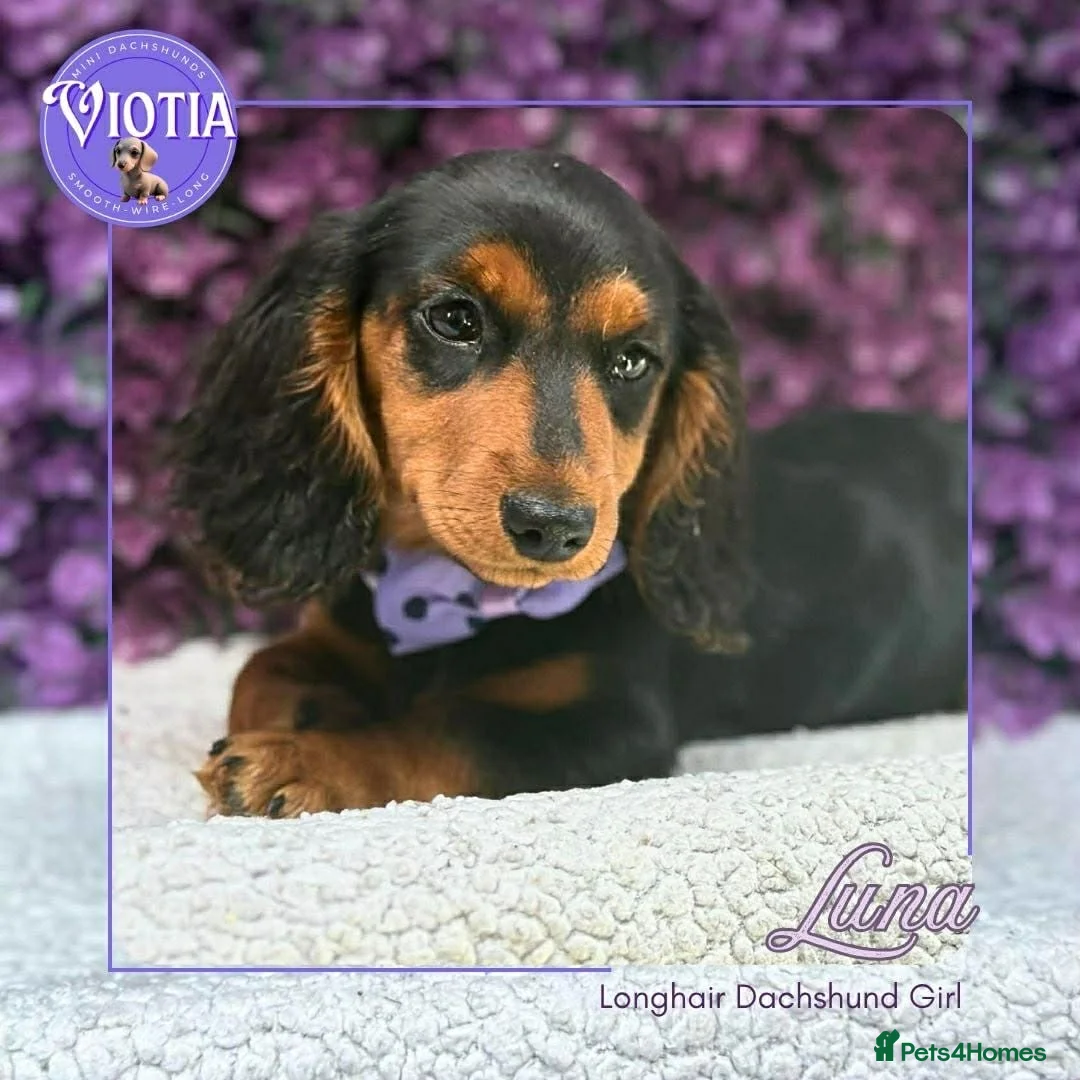 Miniature Dachshund dogs for sale: Luna KC Miniature Dachshund Girl  - Advert 1