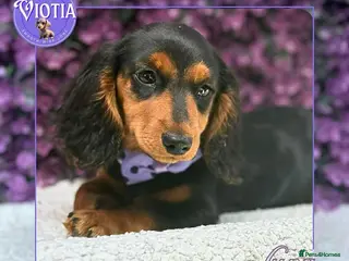 Miniature Dachshund dogs Luna KC Miniature Dachshund Girl - Advert 9