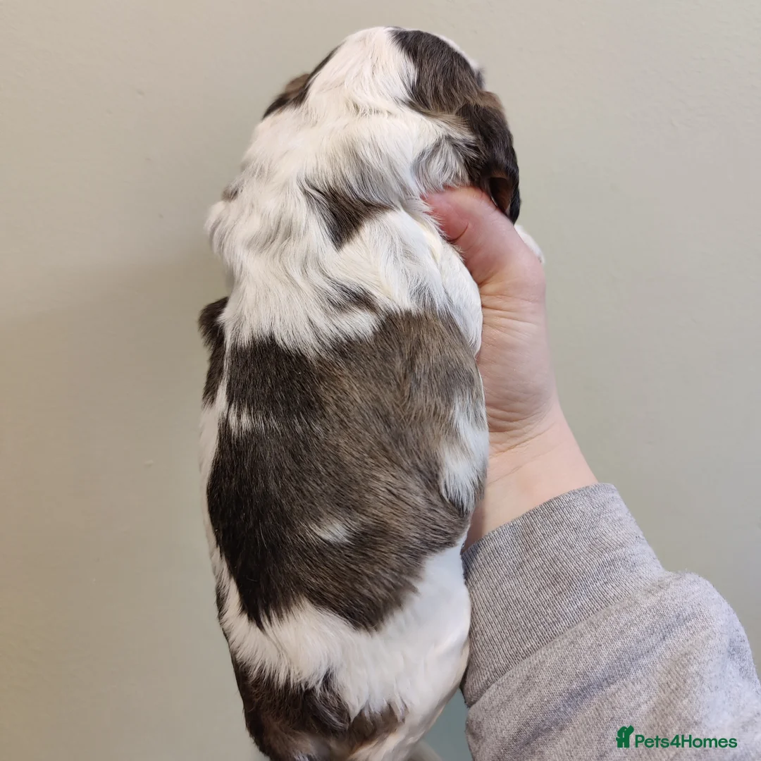 Cocker Spaniel dogs for sale: KC Registered Show Type Cocker Spaniels  - Advert 23