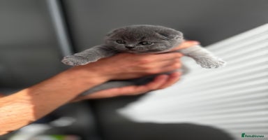 Scottish Fold cats - Advert 3