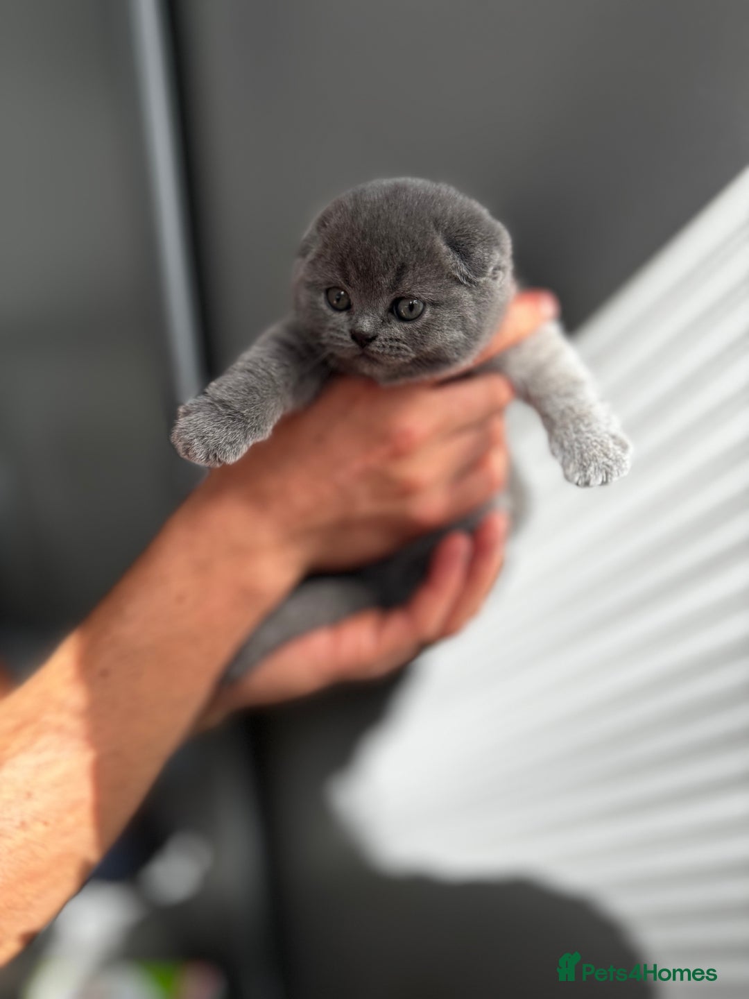 Scottish Fold cats for sale: Gorgeous Scottish fold/Straight kittens - Image 3