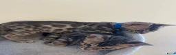 Bengal cats for sale: 7 beautiful pure Bengal Kittens - Advert 28