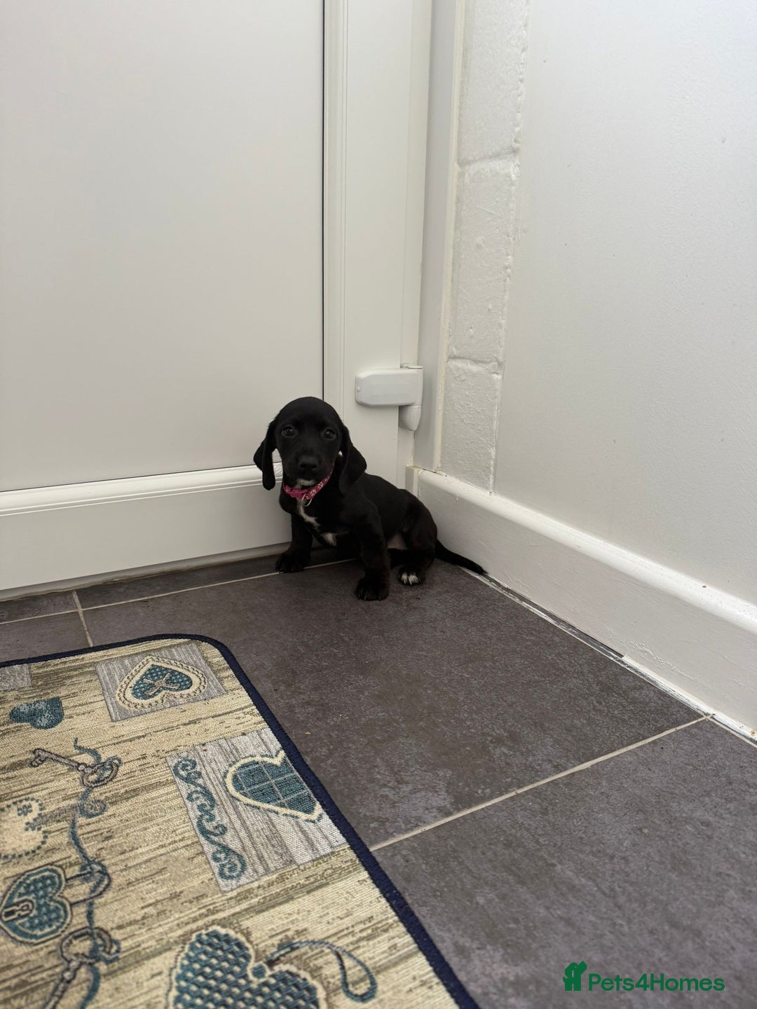 Mixed Breed dogs for sale: 6 beautiful jack russle cross cocker spaniels  - Image 35