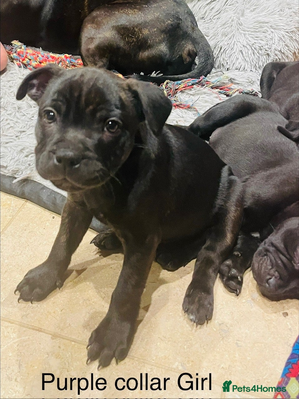 Staffordshire Bull Terrier dogs 🐾 KC Reg 4 Beautiful Black Staffy Puppies🩷🩷🩷💙 - Advert 2