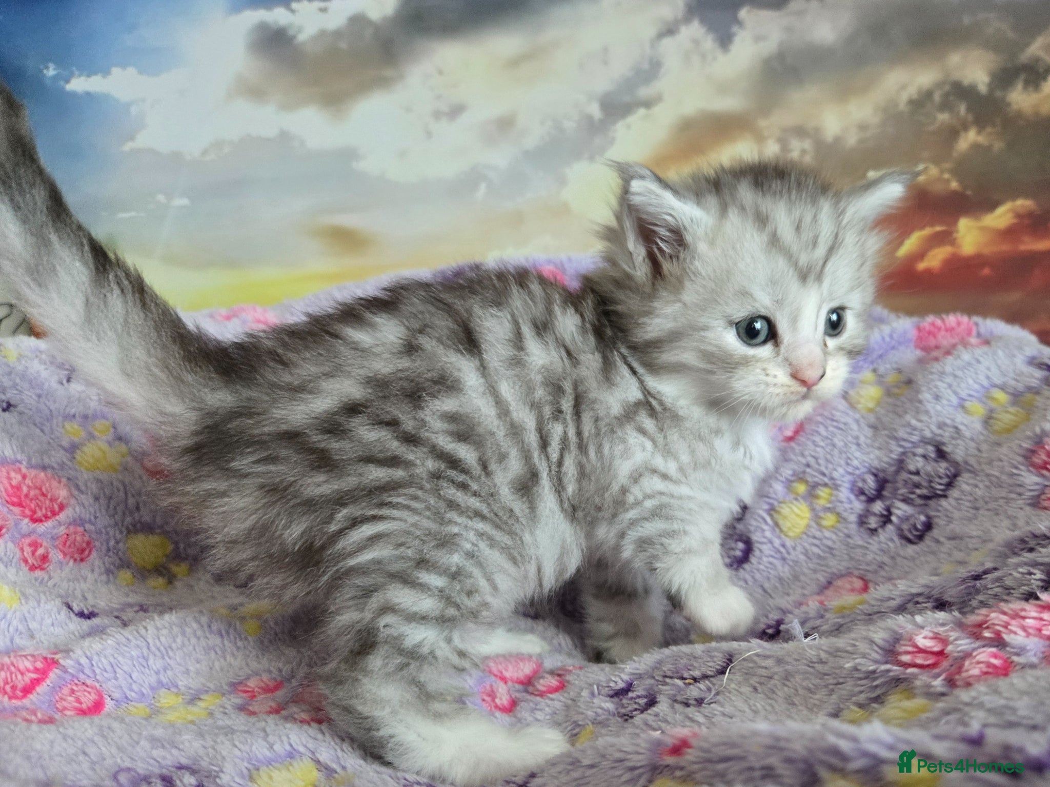 Maine Coon cats for sale: Stunning Maine Coon kittens - Advert 1