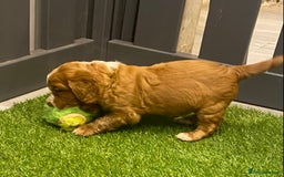 Cocker Spaniel dogs for sale: DARK RED W/COCKER SPANIEL BOY PUPPIES AVAILABLE  - Image 10