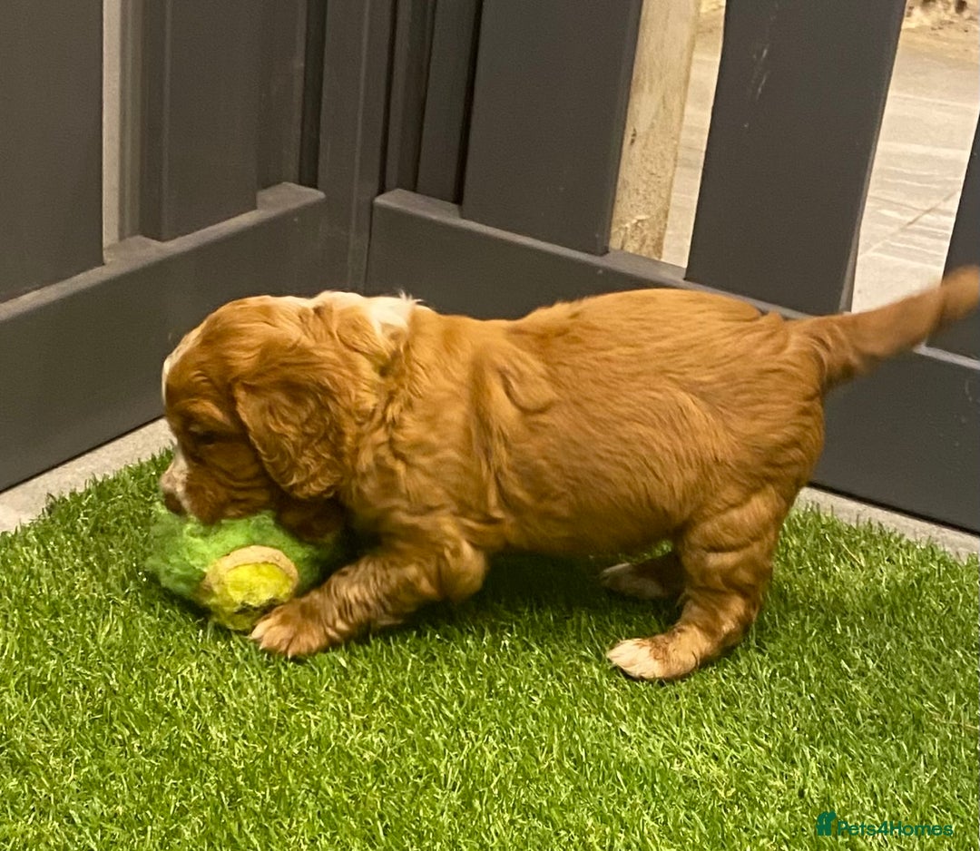 Cocker Spaniel dogs for sale: DARK RED W/COCKER SPANIEL BOY PUPPIES AVAILABLE  - Image 10