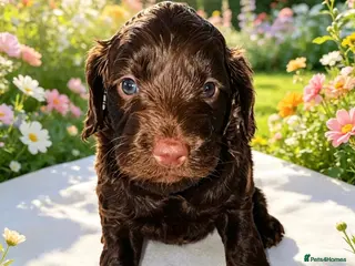 Cockapoo dogs DNA CLEAR, Last Girl Cockapoo Ready 5th September - Advert 13