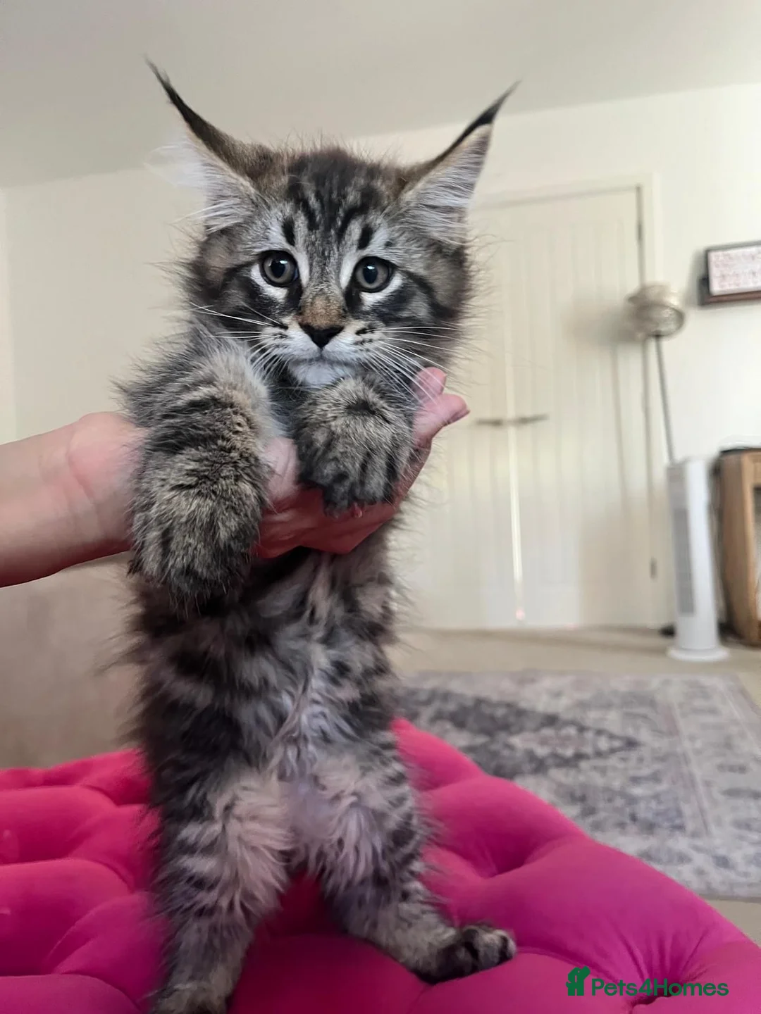 Maine Coon cats for sale: Maine coon kittens for sale - Advert 2