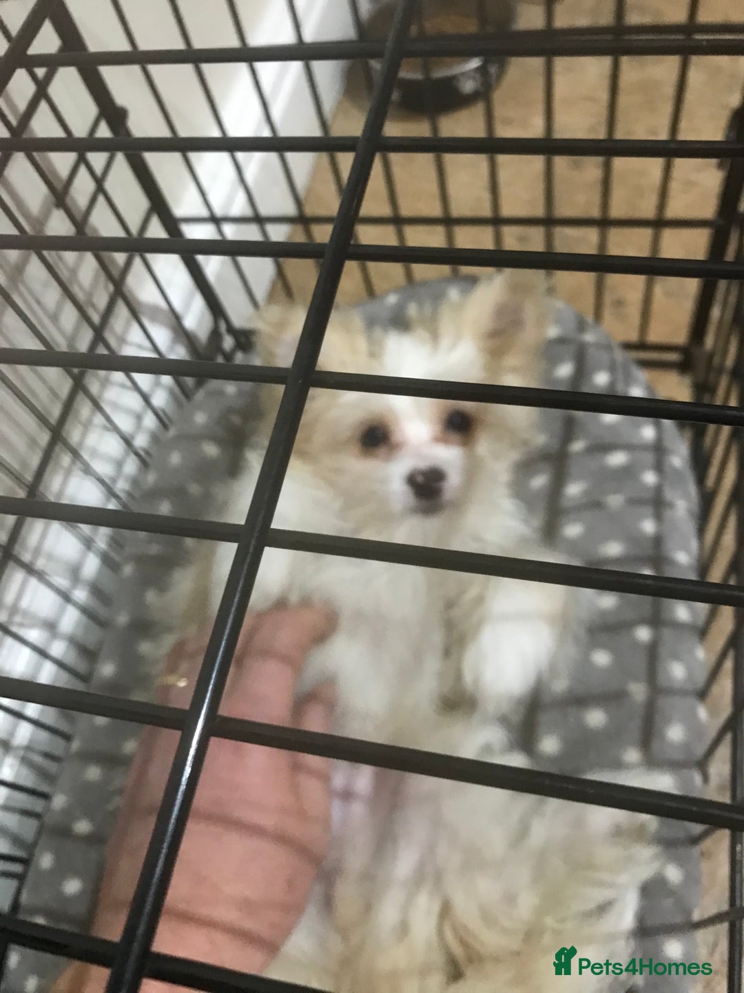 Mixed Breed dogs for sale: Malti-Pom Puppies - £1200 - 3 Left - Advert 30