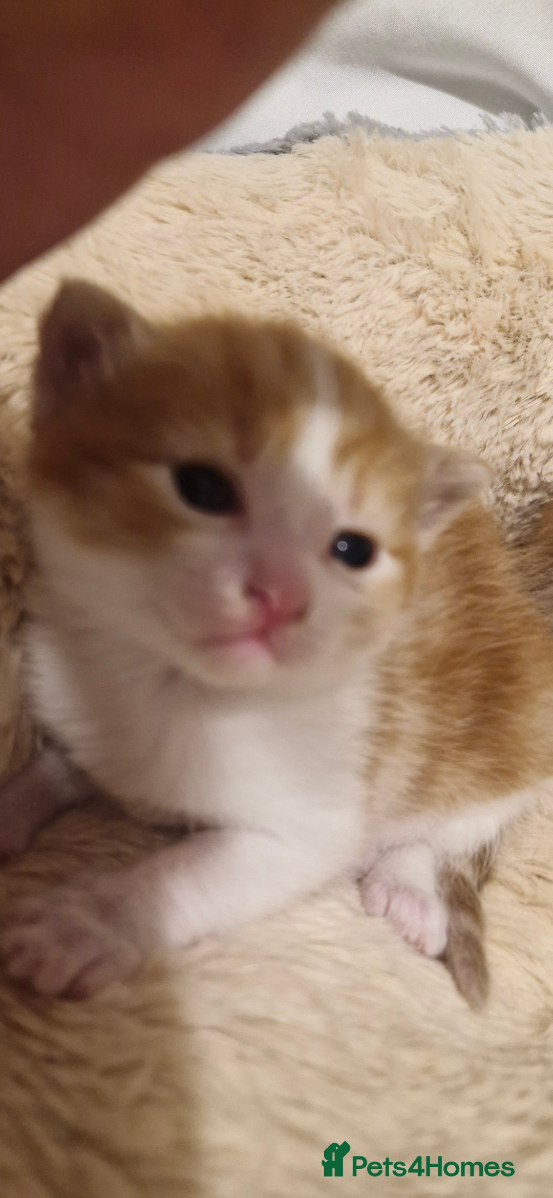 Mixed Breed cats for sale: Kittens looking for their forever homes - Advert 7