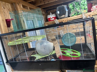 Hamster rodents Hamster cage available - Advert 2