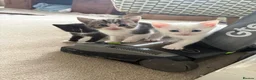 Turkish Angora cats for sale: Turkish Angora Cross - Advert 9
