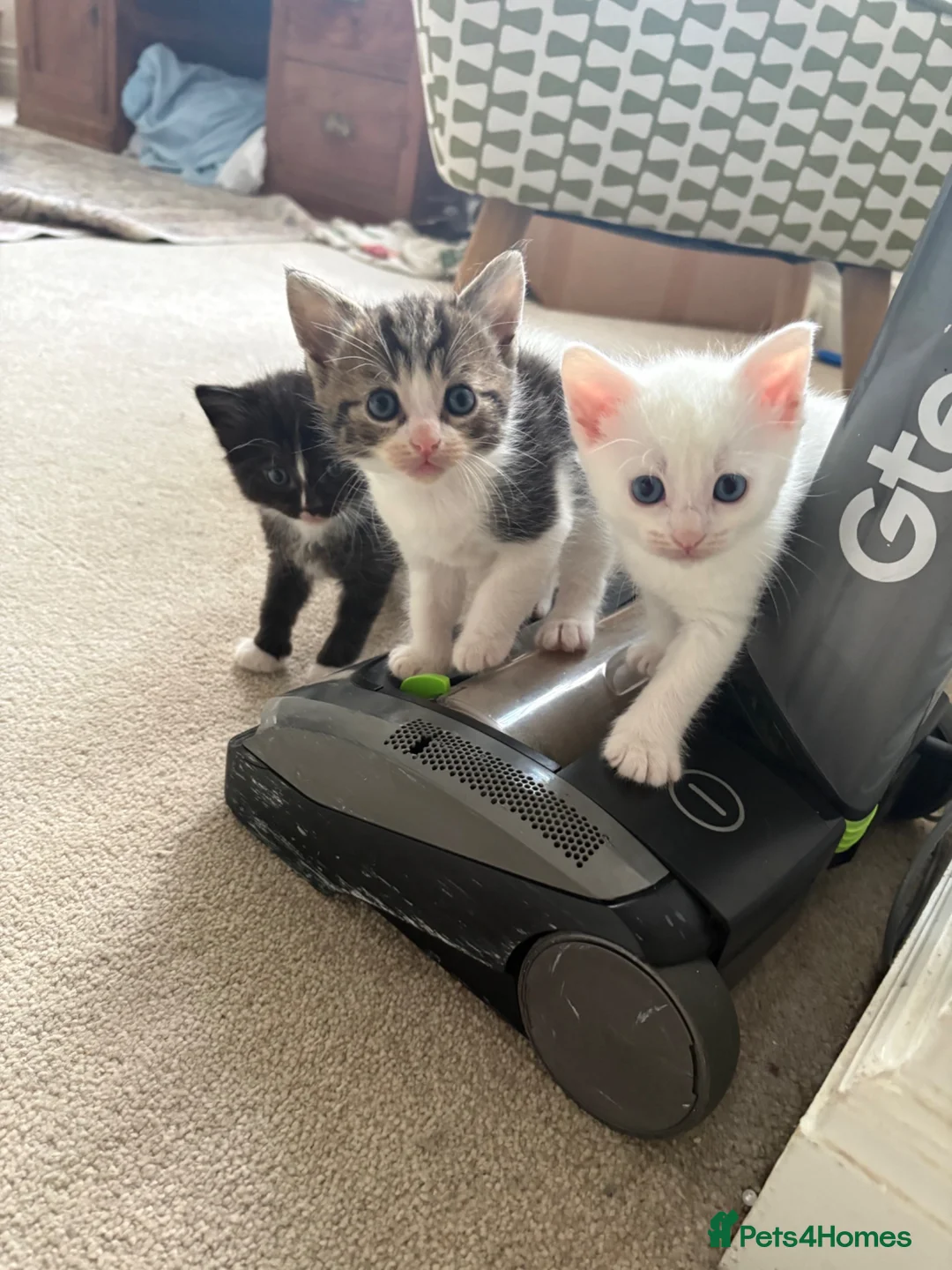 Turkish Angora cats for sale: Turkish Angora Cross - Advert 9