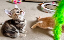 Mixed Breed cats for sale: Adorable bengal & tabby mix kittens - Image 20
