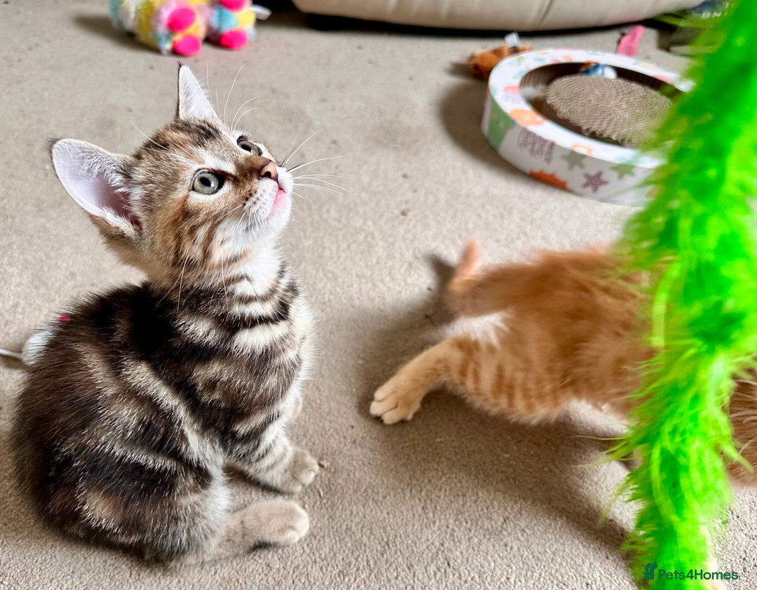 Mixed Breed cats for sale: Adorable bengal & tabby mix kittens - Image 20