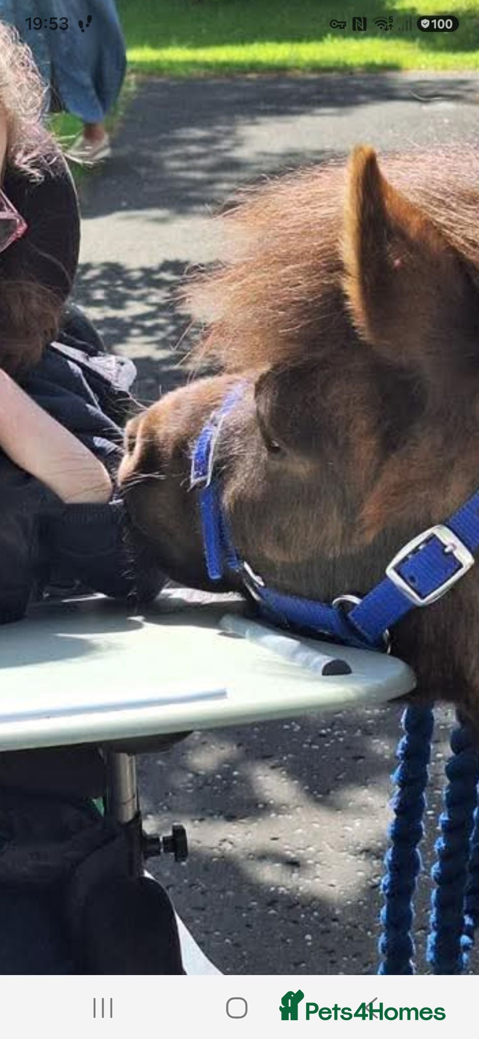 Miniature horses Therapy pony american minature  - Advert 4