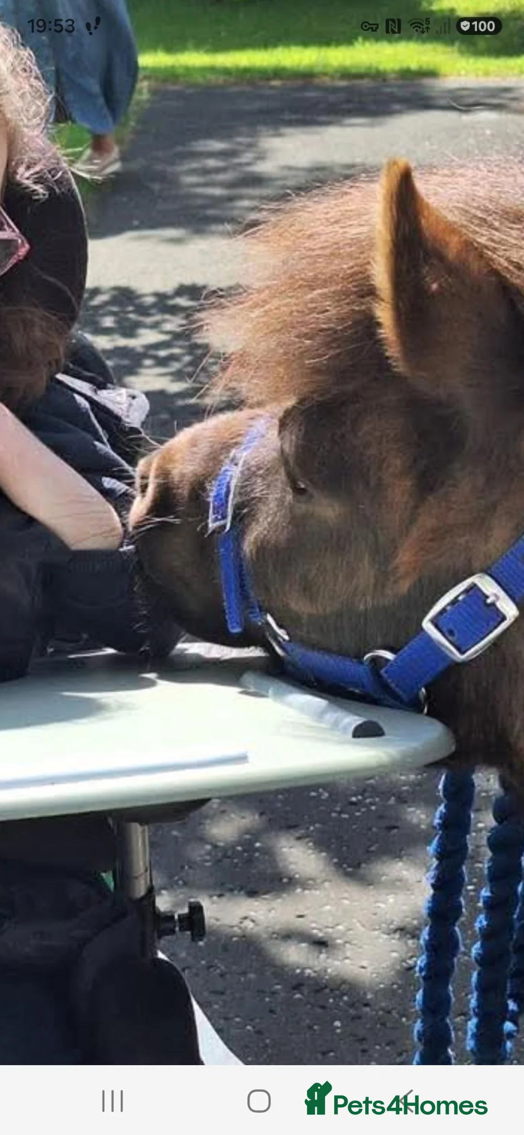 Miniature horses for sale: Therapy pony american minature  in Broxburn - Advert 1
