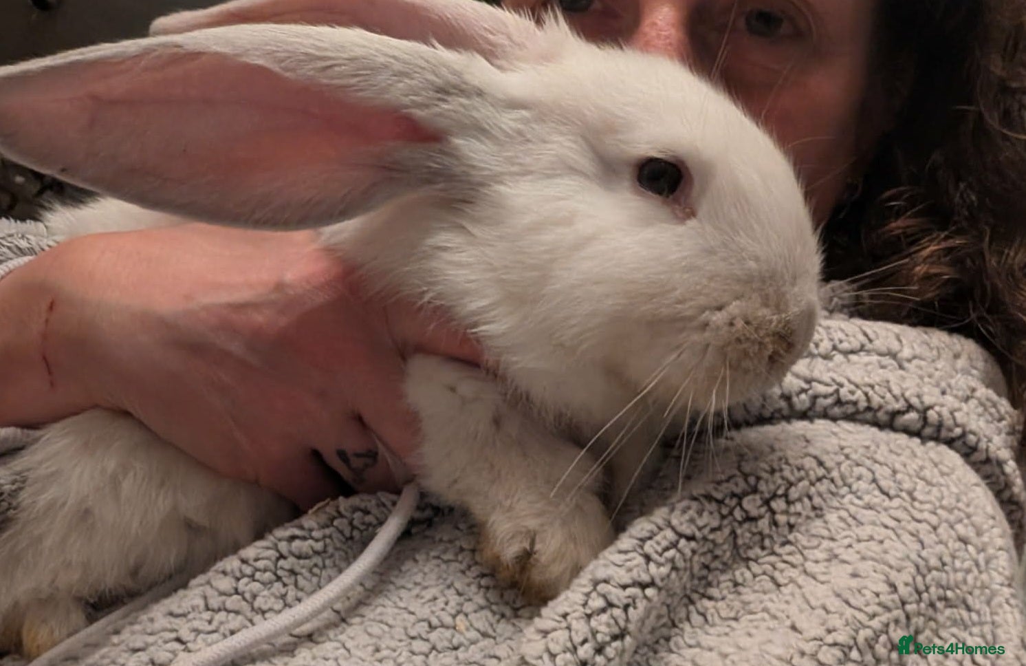 Continental Giant rabbits Continental Giants  - Advert 4