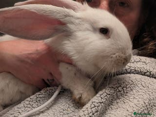 Continental Giant rabbits Continental Giants - Advert 6