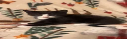 Siamese cats for sale: Lovely Siamese kittens ready to leave  - Advert 3