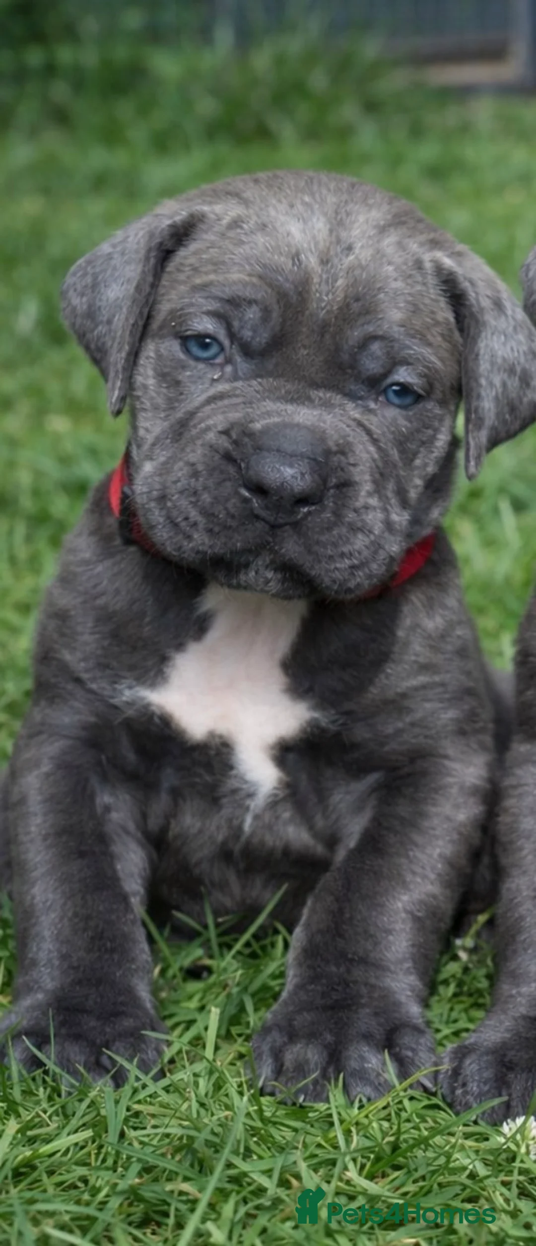 Cane Corso dogs for sale: Ready Now- Cane Corso Puppies-Champion Bloodlines  - Advert 16