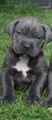 Cane Corso Puppy 6