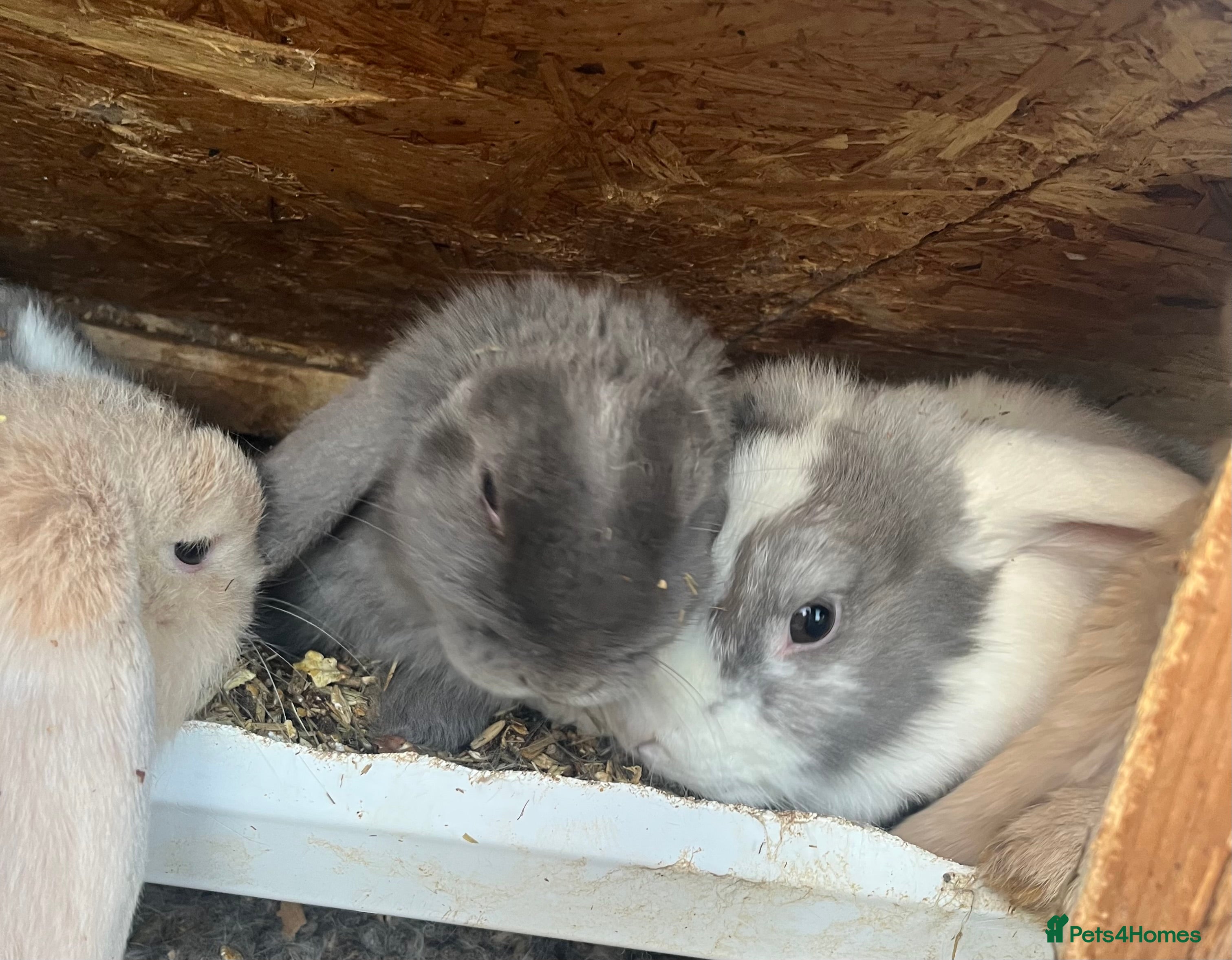 Mini Lop rabbits Mini lops for sale  - Advert 1