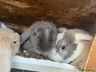 Mini Lop rabbits Mini lops for sale - Advert 1