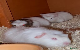 Guinea Pig rodents for sale: Baby Crested Guinea Pigs - Image 3