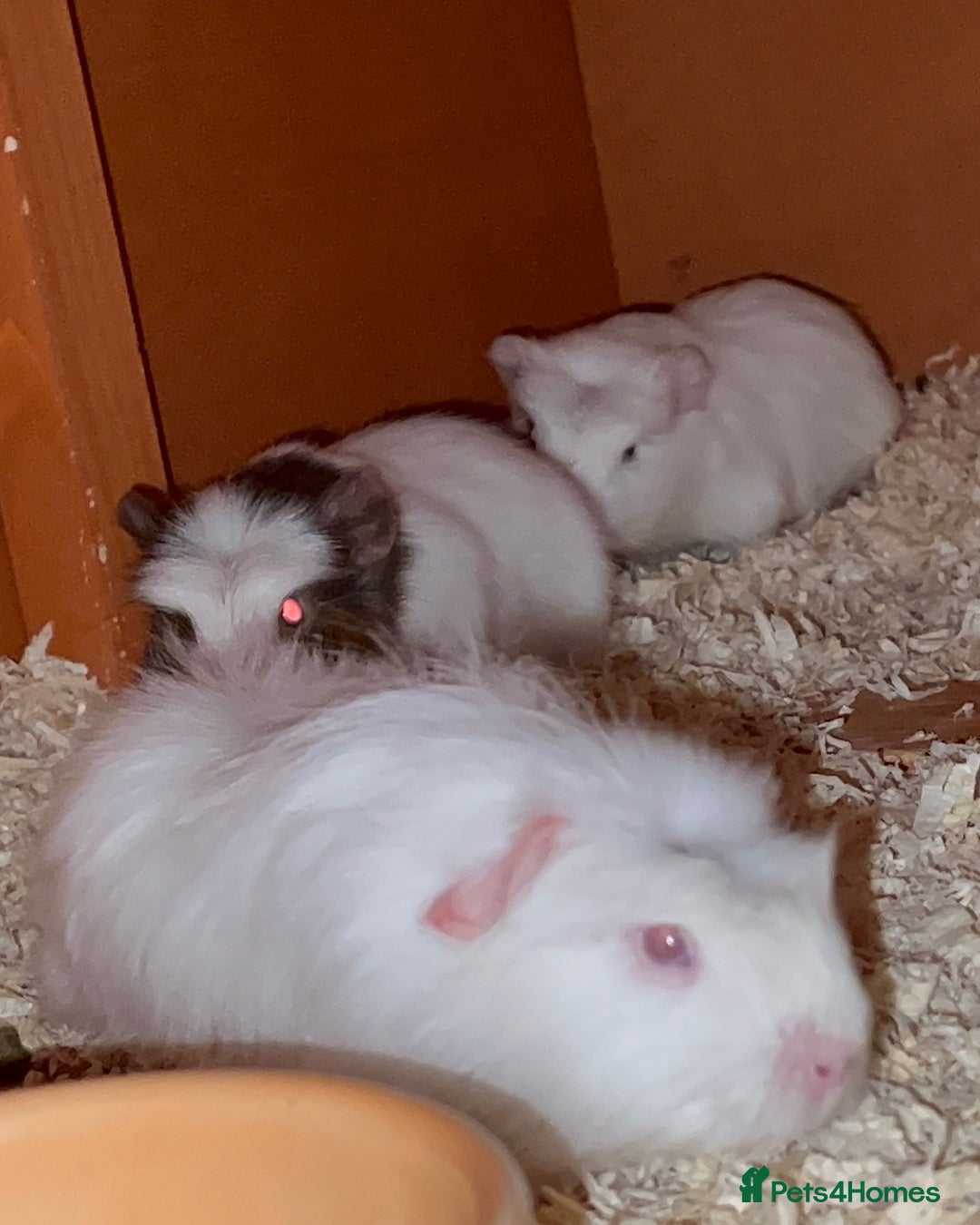 Guinea Pig rodents for sale: Baby Crested Guinea Pigs - Image 3