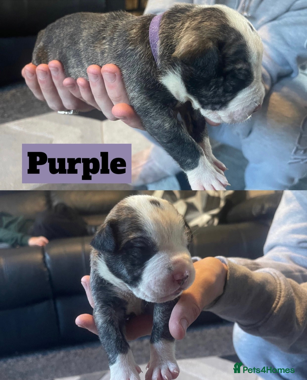 Mixed Breed dogs Old tyme English bulldog x - Advert 1