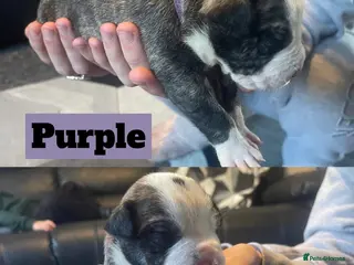 Mixed Breed dogs Old tyme English bulldog x - Advert 15