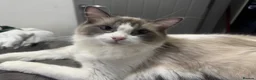 Ragdoll cats for sale: Beautiful ragdoll female  - Advert 4