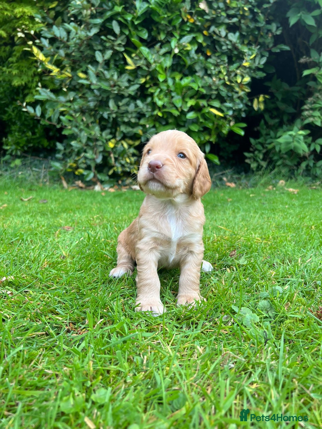 Cocker Spaniel dogs for sale: Stunning Working Cocker Spaniel Puppies - Image 2