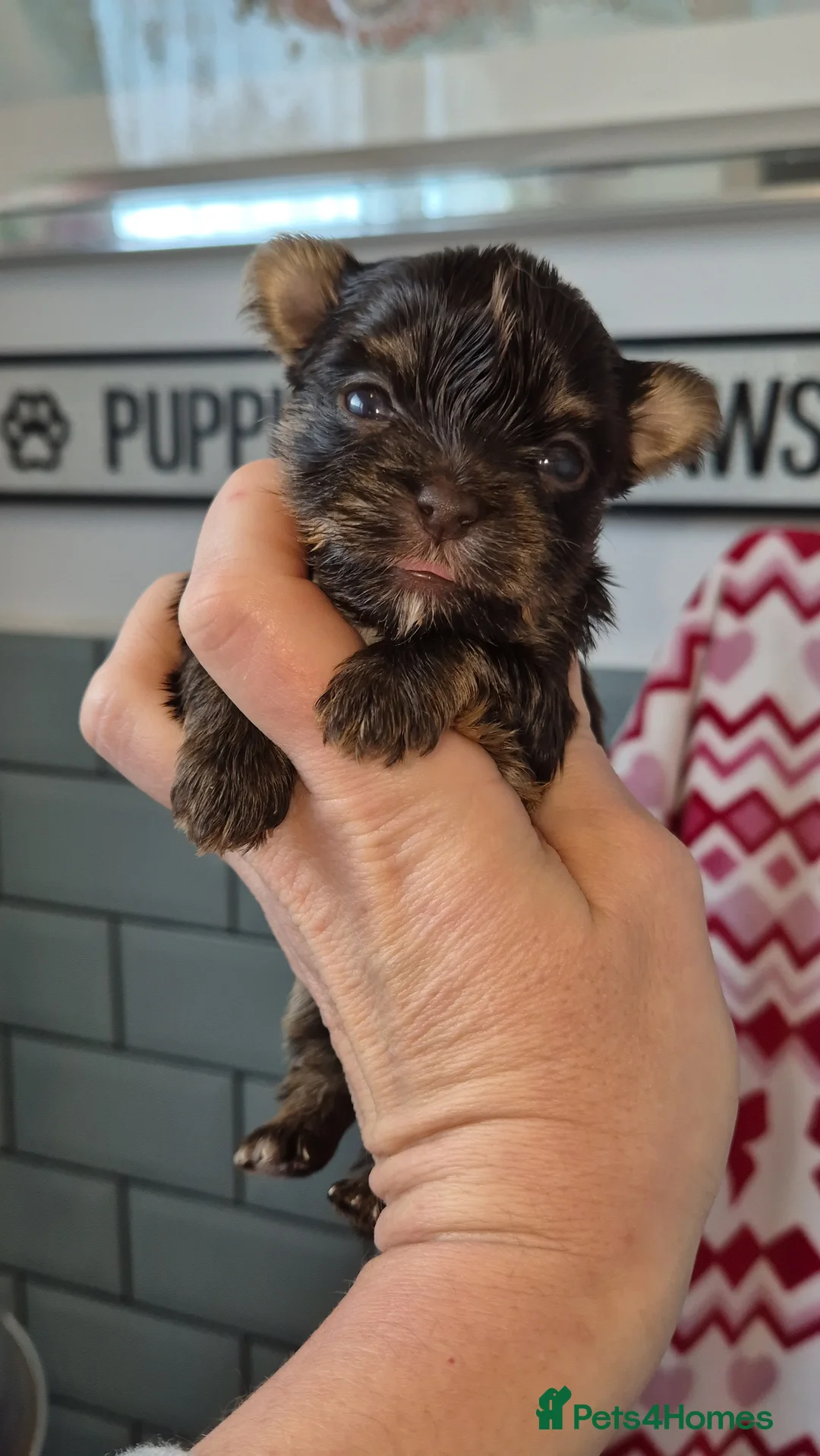 Yorkshire Terrier dogs for sale: REDUCED LAST 2 BOYS  - Advert 19