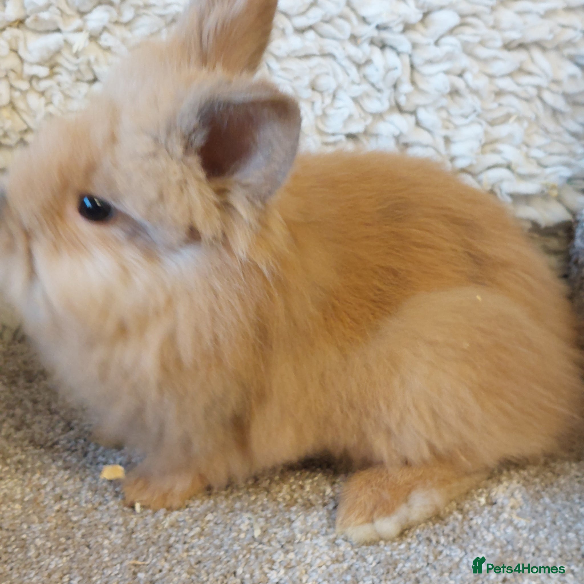 Lionhead rabbits Last one Lionhead baby buck - Advert 4