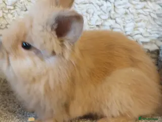 Lionhead rabbits Last one Lionhead baby buck - Advert 4