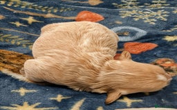 Maltipoo dogs for sale: Stunning Toy Maltipoo Puppies - Image 10