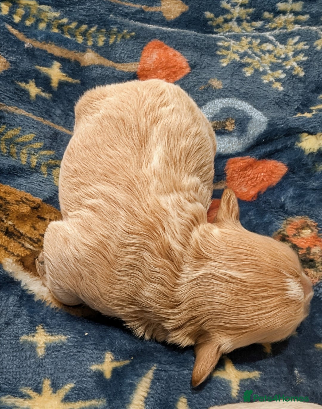 Maltipoo dogs for sale: Stunning Toy Maltipoo Puppies - Image 10