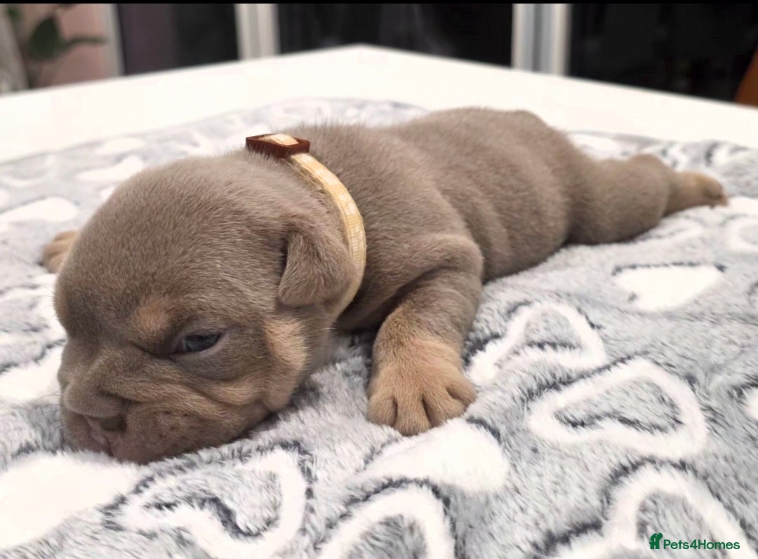 English Bulldog dogs for sale: Lilac/tan/ white English Bulldogs. 5 males. - Advert 13