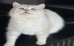British Shorthair cats for sale: Stunning British sh/longhair kittens TICA - Image 23