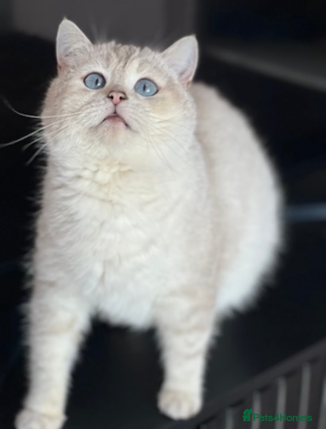 British Shorthair cats for sale: Stunning British sh/longhair kittens TICA - Image 23