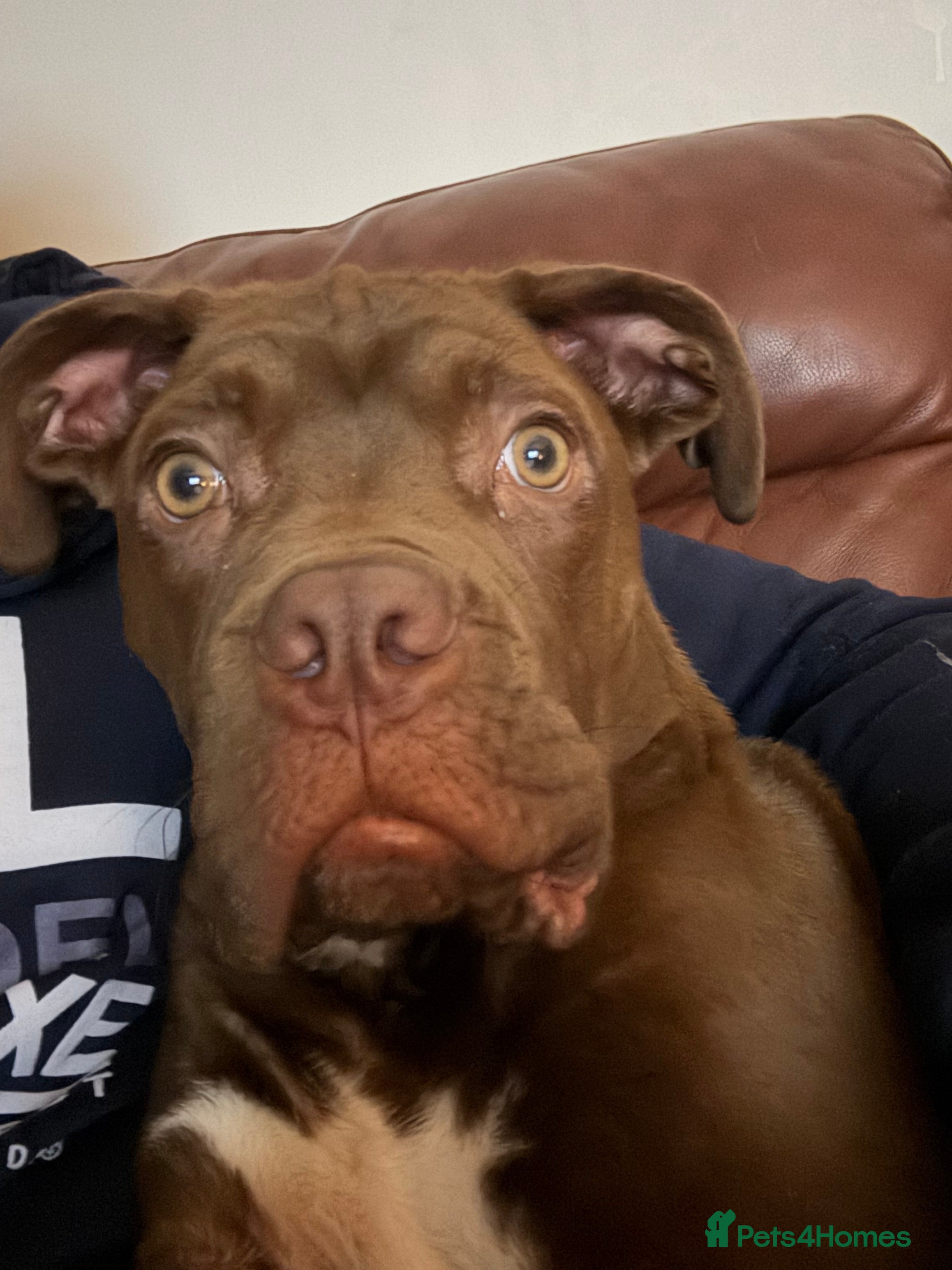 Mixed Breed dogs Cane corso mixed - Advert 1