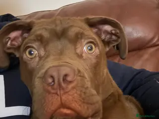 Mixed Breed dogs Cane corso mixed - Advert 1