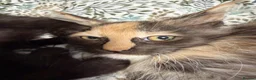 Maine Coon cats for sale: Gorgeous XL Russian line Maine Coon Kittens - Advert 21