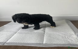 Cavapoo dogs for sale: Cavapoo puppy’s❗️LAST GIRL❗️ - Image 5