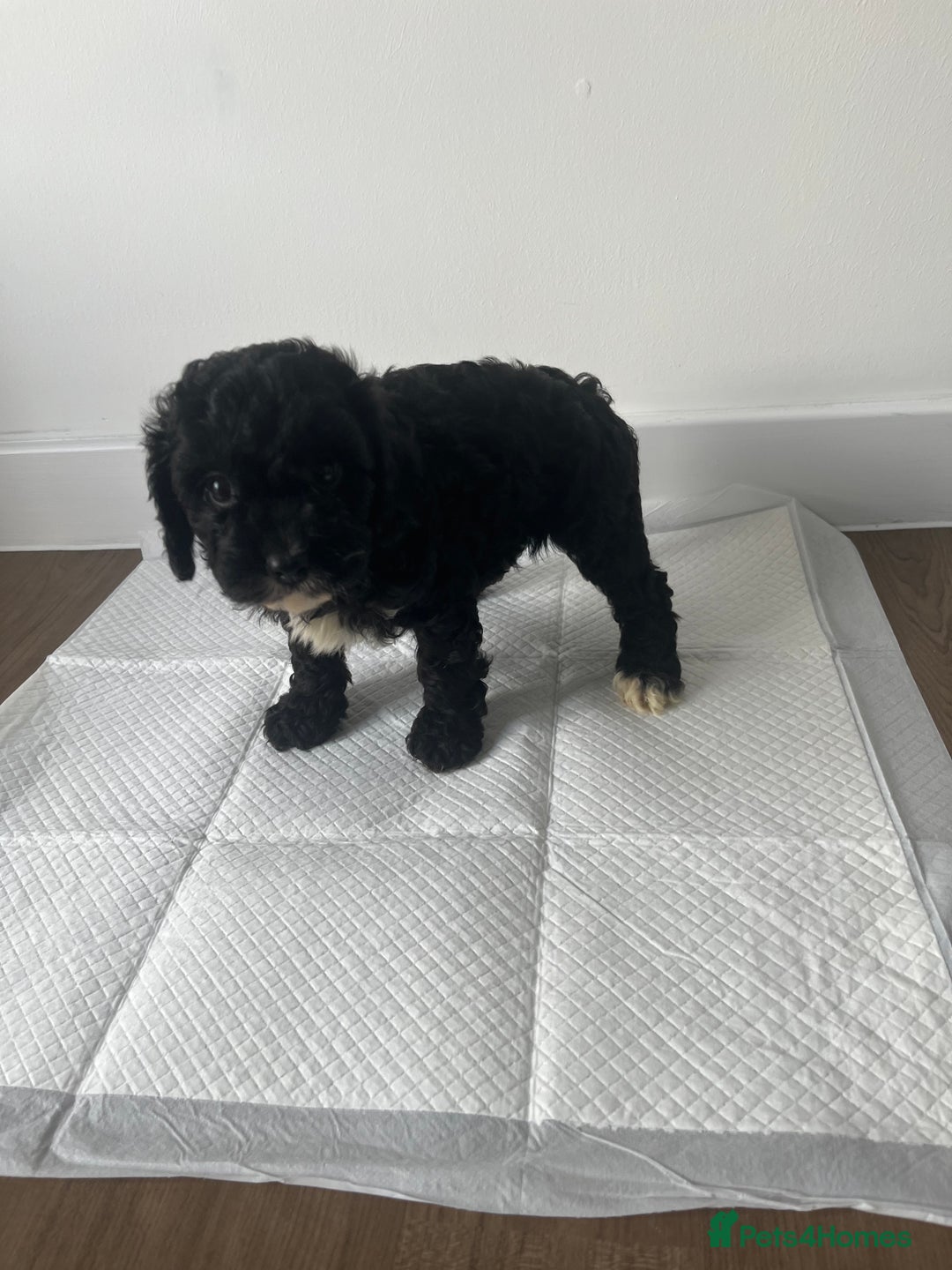 Cavapoo dogs for sale: Cavapoo puppy’s❗️LAST GIRL❗️ - Image 5
